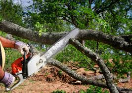 Best Tree Cabling and Bracing  in Atchison, KS